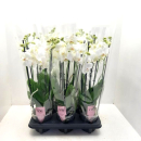Phalaenopsis 4 Rispen weiß