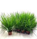 Eragrostis spectabile