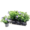 Phlox paniculata
