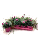 Dianthus caryo.-Trio