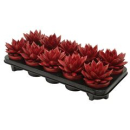 Echeveria gefärbt rot