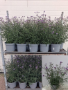 Verbena bon. Kübel