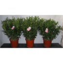 Nerium oleander