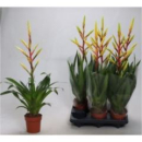 Tillandsia 'Luminosa'