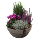 bepflanzte Tonschale