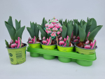Tulpe  rosa gefranst "Queensland"