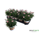 Dianthus "Peach Party"