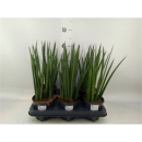 Sansevieria cyl.