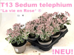 Sedum "La Vie en Rose"
