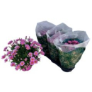 Argyranthemum frut. Busch rosa