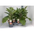 Solanum melongena -Aubergine