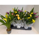 Calla gemischt