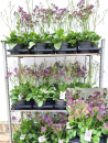 Limonium "Salt Lake"