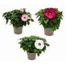 Hibiscus mosch. 'Luna'
