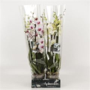 Phalaenopsis 5 Rispen gemischt