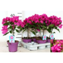 Bougainvillea Stämmchen lila