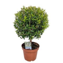 Myrtus communis Stämmchen
