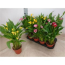 Calla Mix