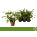 Pteris cretica 'Roeweri'