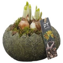 Narzissen in Ei liegend grün