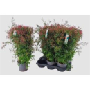 Jasminum poly. Pyramide