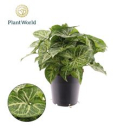 Syngonium 'Arrow Feel Green'