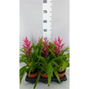 Guzmania "Vibrance"
