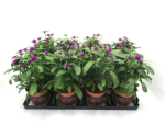 Gomphrena glob. lila