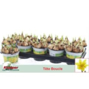Narcissus 'Tete Boucle'