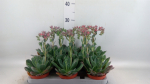 Echeveria 'Blue Prince'