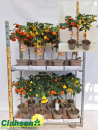 Abutilon Stamm