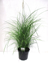 Miscanthus "Kleine Fontäne"