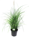 Miscanthus sin. "Kleine Fontäne"