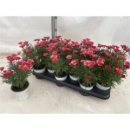 Argyranthemum pink-rot
