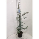 Cedrus libani 'Glauca'