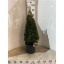 Ilex crenata Pyramide