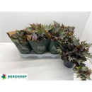 Begonia Rex 'Jungle Wonders'