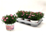Dianthus "Peach Party"