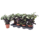 Ctenanthe burle-marxii