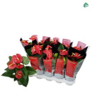 Anthurium andr. rot