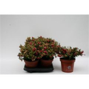 Pernettya rot