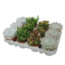 Succulenten gemischt