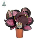 Calathea roseopicta 'Crimson'