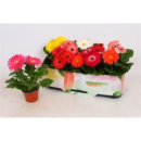Gerbera Mix