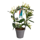 Stephanotis floribunda Bogen