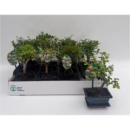 Bonsai gemischt in Keramiktopf