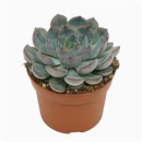 Echeveria  'Hercules'