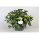 Hydrangea Schale weiß