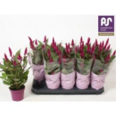 Celosia spic. 'Deep Purple'