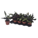 Calathea lancifolia